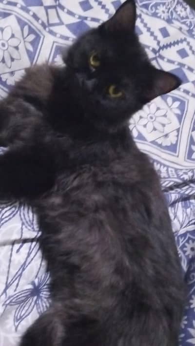 Persian x Russian Cat