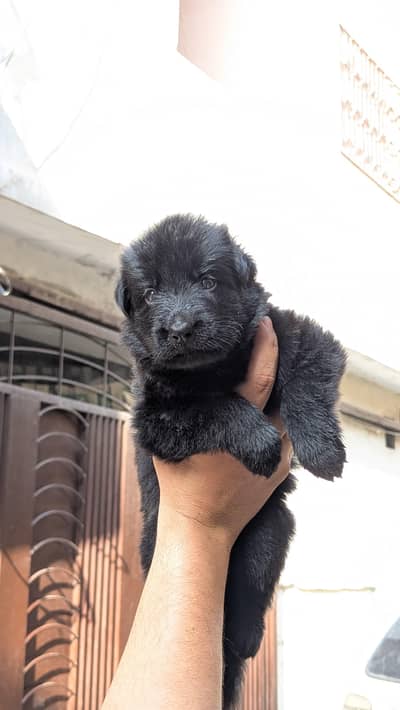 Black German Shepherd pair