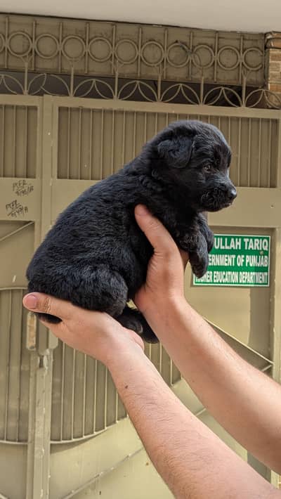 Black German Shepherd pair puppies