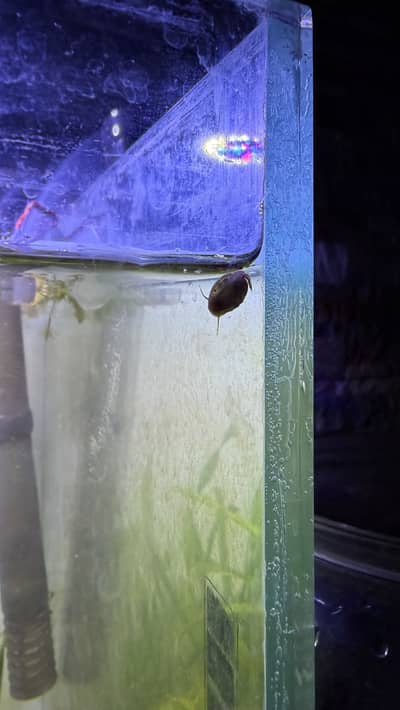 Rams Horn Snail Premium Breed