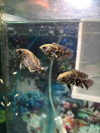 oscar fish (1 inch) fully active urgent sale