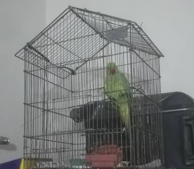 Green female parrot
