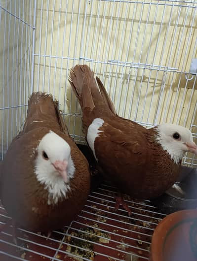 jogi pigeon | Kabootar | fancy Pigeon | Bird for sale