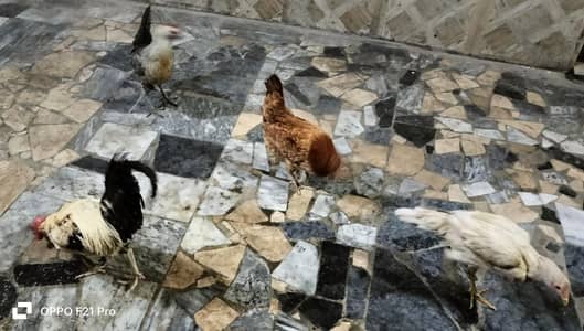 Eggs Laying Hens