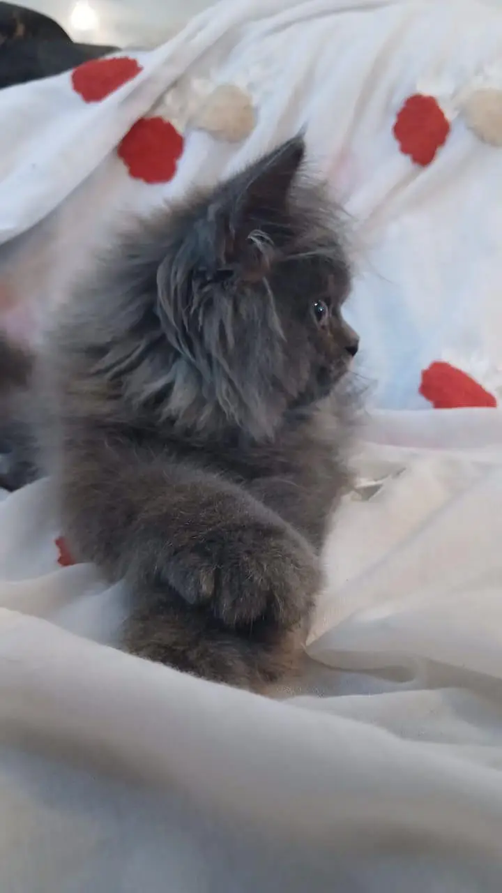 Persian cat triple coat