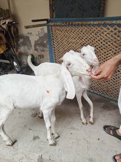 Rajan Puri Or Muhammad Puri Goats for sale