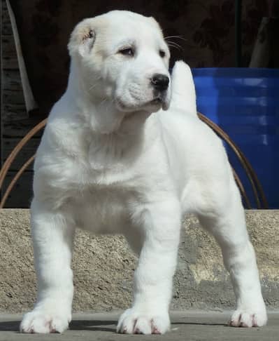 Alabai Puppies Available For Booking