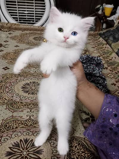 2 odd eye  fluffy triple coat kitten