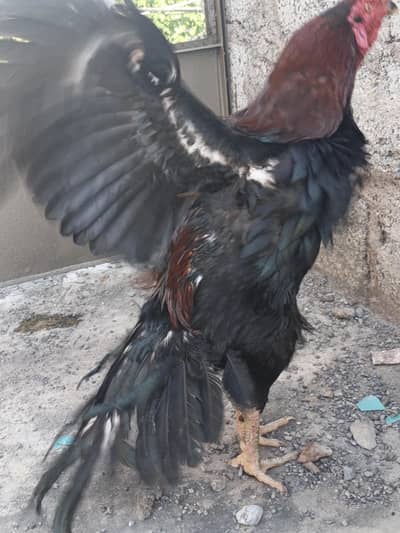 bredar male
