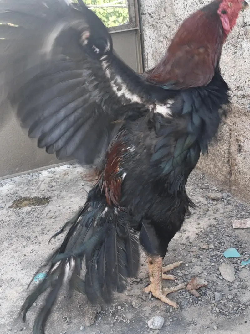 bredar male
