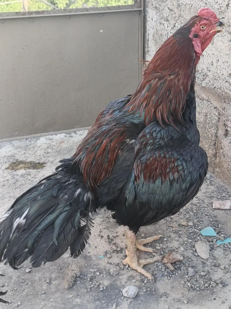 bredar male — photo 2