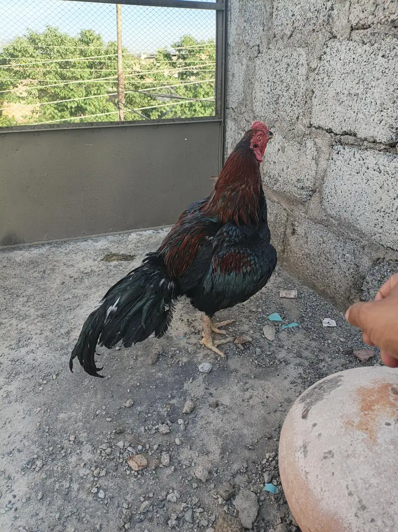 bredar male — photo 3