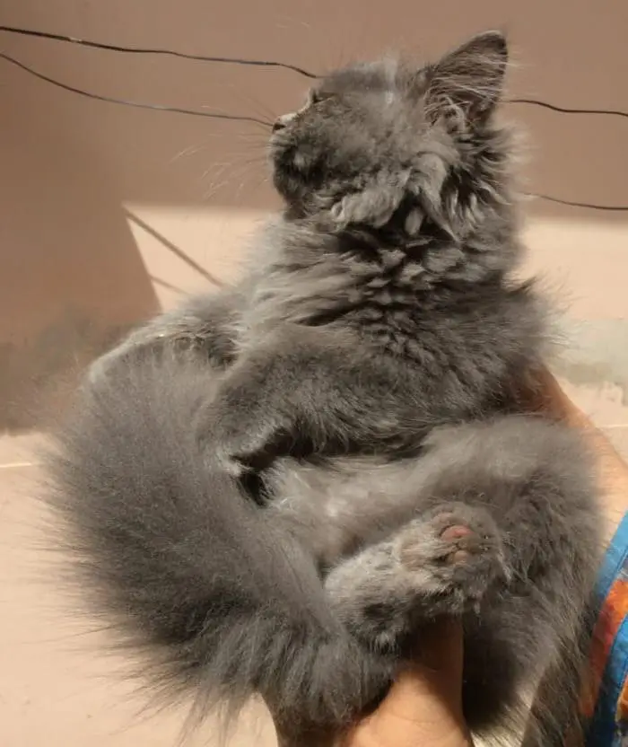 Persian cat triple coat — photo 2