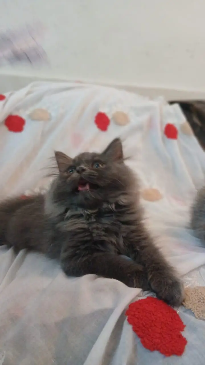 Persian cat triple coat — photo 3