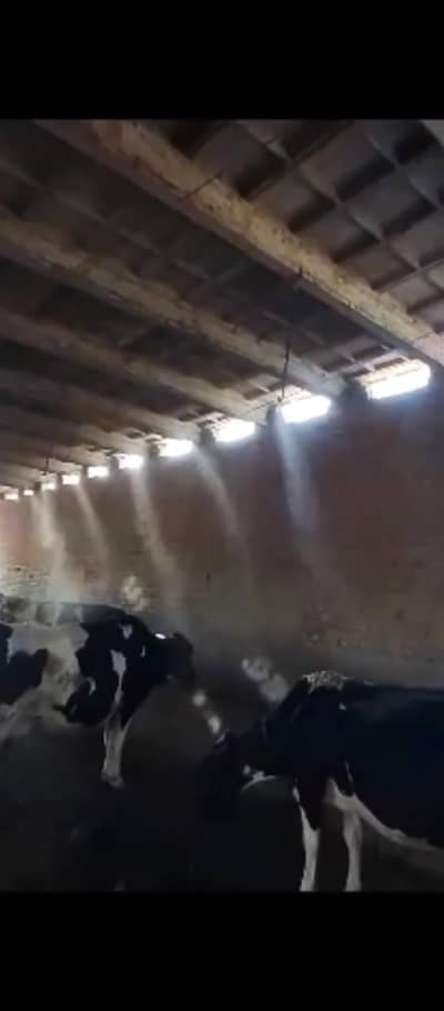 cooling mist system