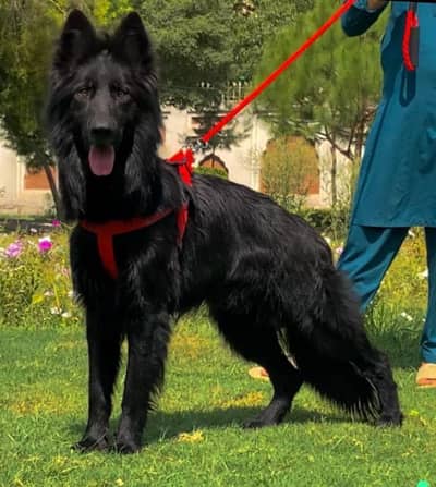 royal black diamond Mail vaccinated confirm breedar available for sale