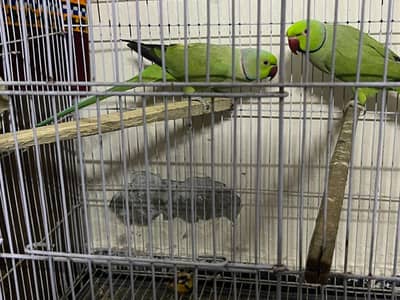 green ready to breed males