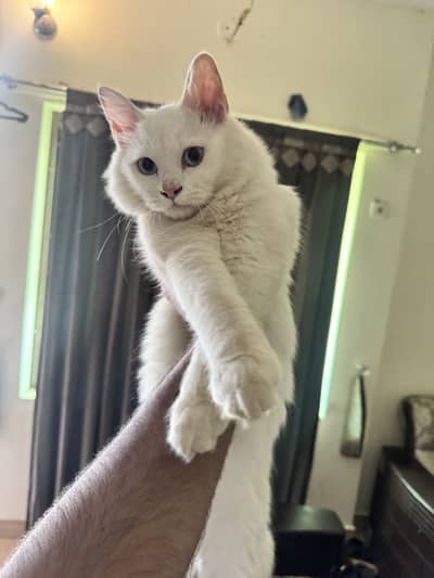 BLUE EYE’s PERSIAN MALE CAT
