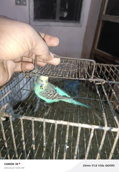 king budgie