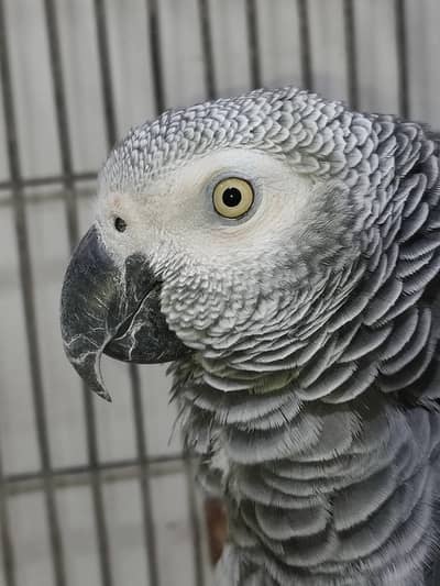 African Grey Parrot Female