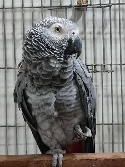African Grey Parrot Female