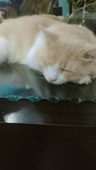 Persian cat | triple coat | persian cat male for sale