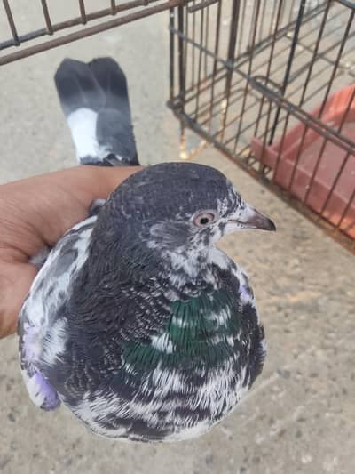 Kala Patha Male + Fancy Pair Kabootar for Sale | Healthy & Active