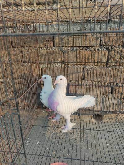 Fancy Pair Kabootar for Sale | Healthy & Active