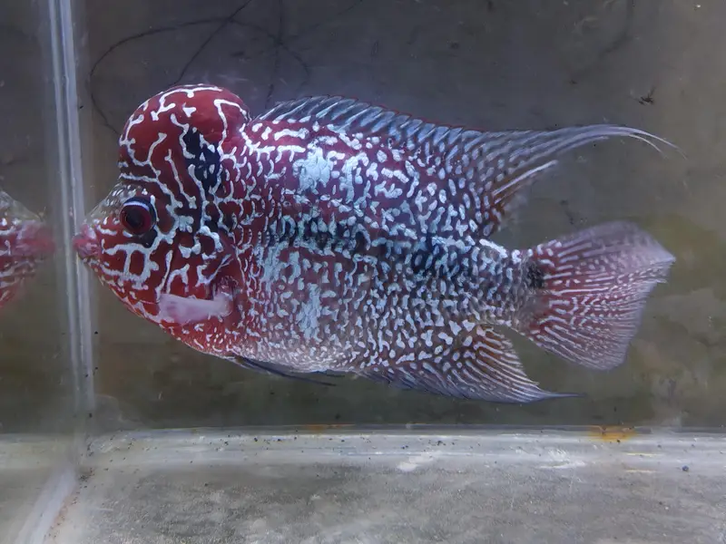 VIP red Pearl flowers horn — photo 2