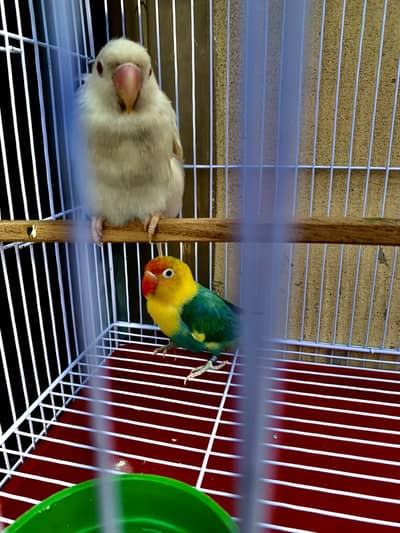 parrots