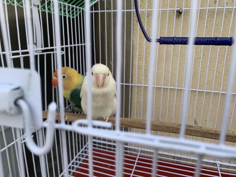 parrots 1