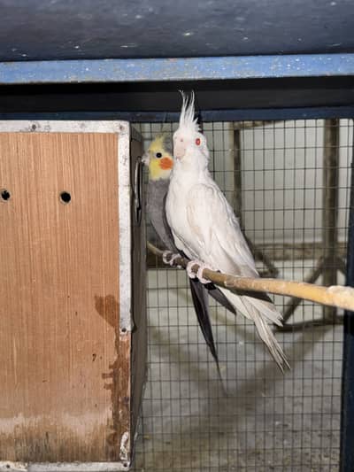 Parrot
