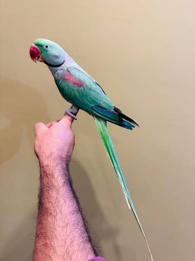 Raw parrot male