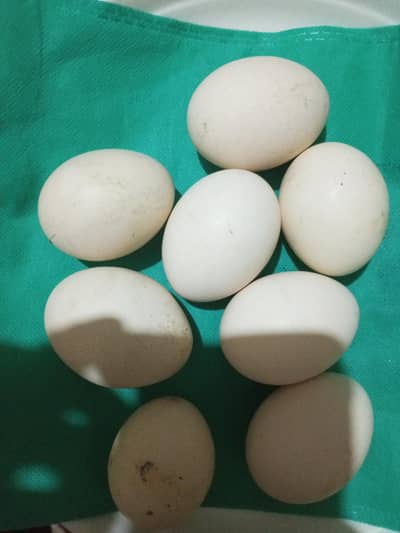 Pure aseel eggs