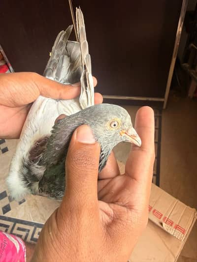 kabootar for sale breader teddy golden imam deen