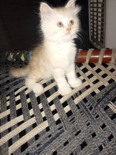 Persian kitten