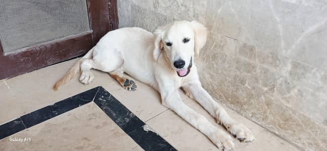 Top-Quality Pedigree Golden Retriever Puppy for Sale