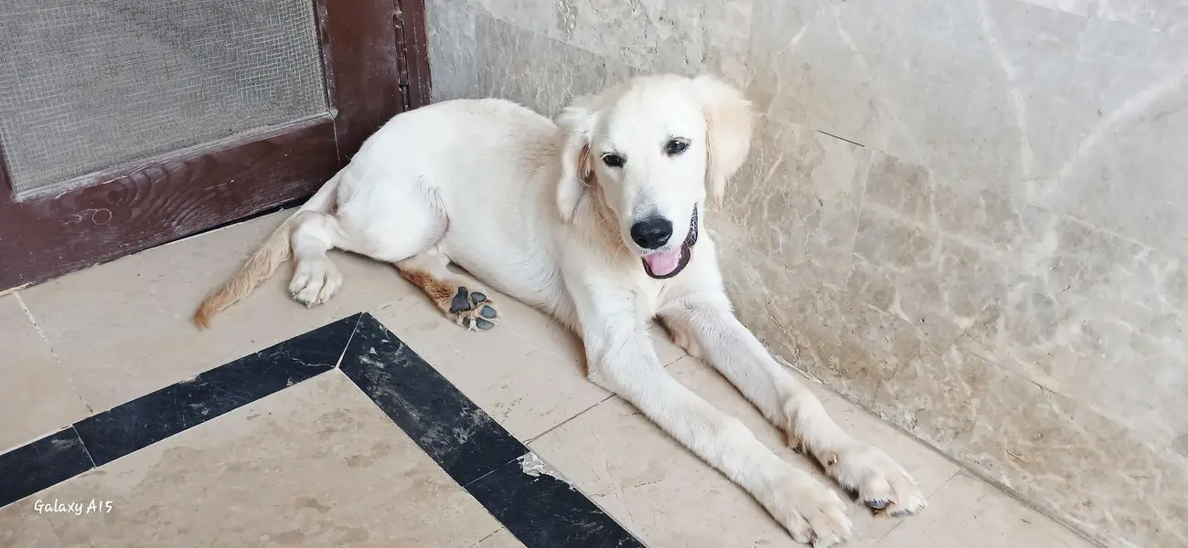 Top-Quality Pedigree Golden Retriever Puppy for Sale