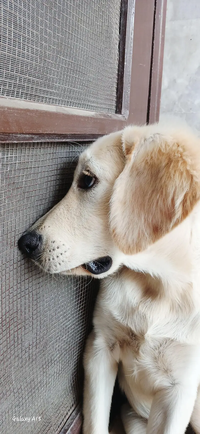 Top-Quality Pedigree Golden Retriever Puppy for Sale — photo 2
