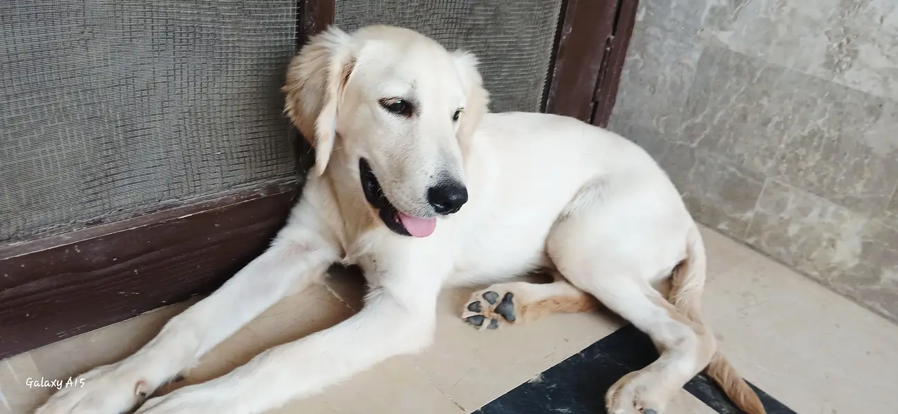 Top-Quality Pedigree Golden Retriever Puppy for Sale — photo 3