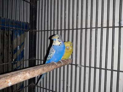Hogoromo breeding pair