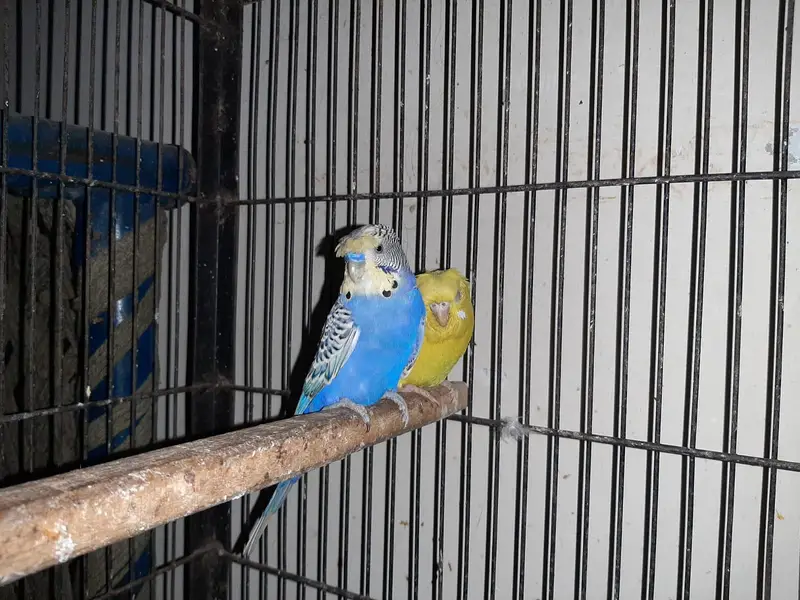 Hogoromo breeding pair, cocktail, green cheek conure 2 pair