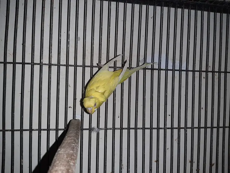 Hogoromo breeding pair, cocktail, green cheek conure 2 pair — photo 3