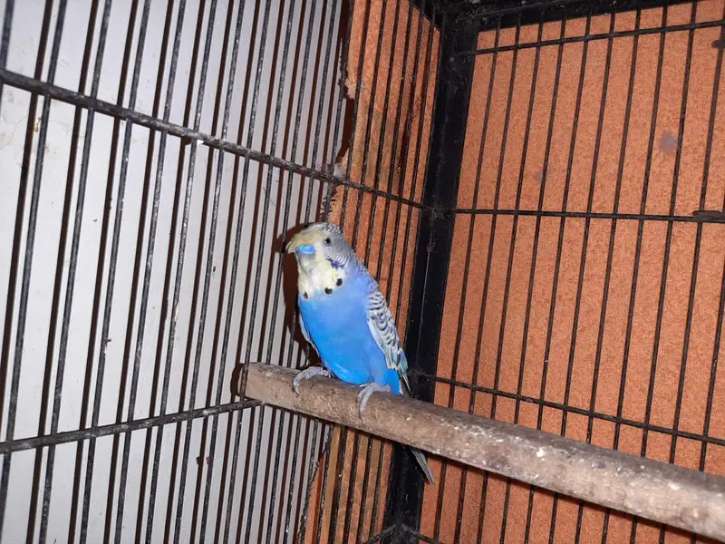 Hogoromo breeding pair, cocktail, green cheek conure 2 pair — photo 4