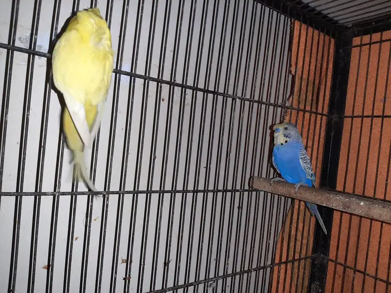 Hogoromo breeding pair, cocktail, green cheek conure 2 pair — photo 5