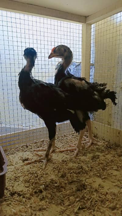 Aseel Chicks | Lasani Aseel Chicks | Aseel