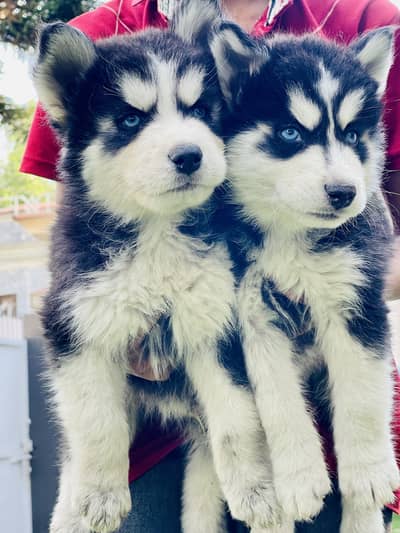 Husky puppies