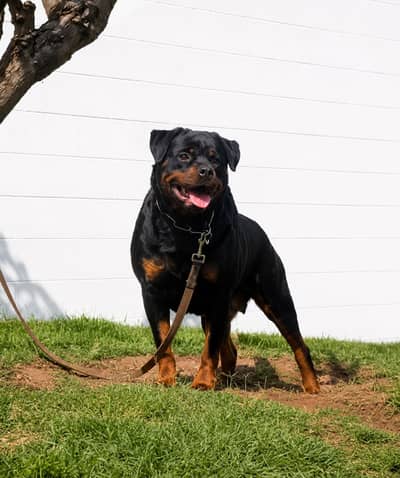 Rottweiler breeder Female