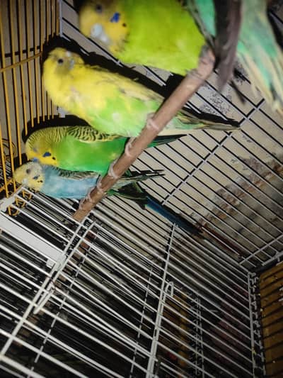 budgies for sale