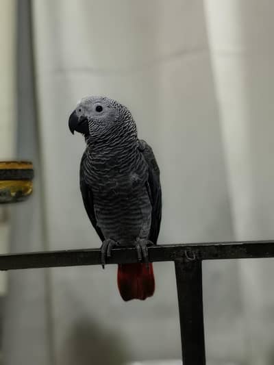 African Grey Hand Tamed